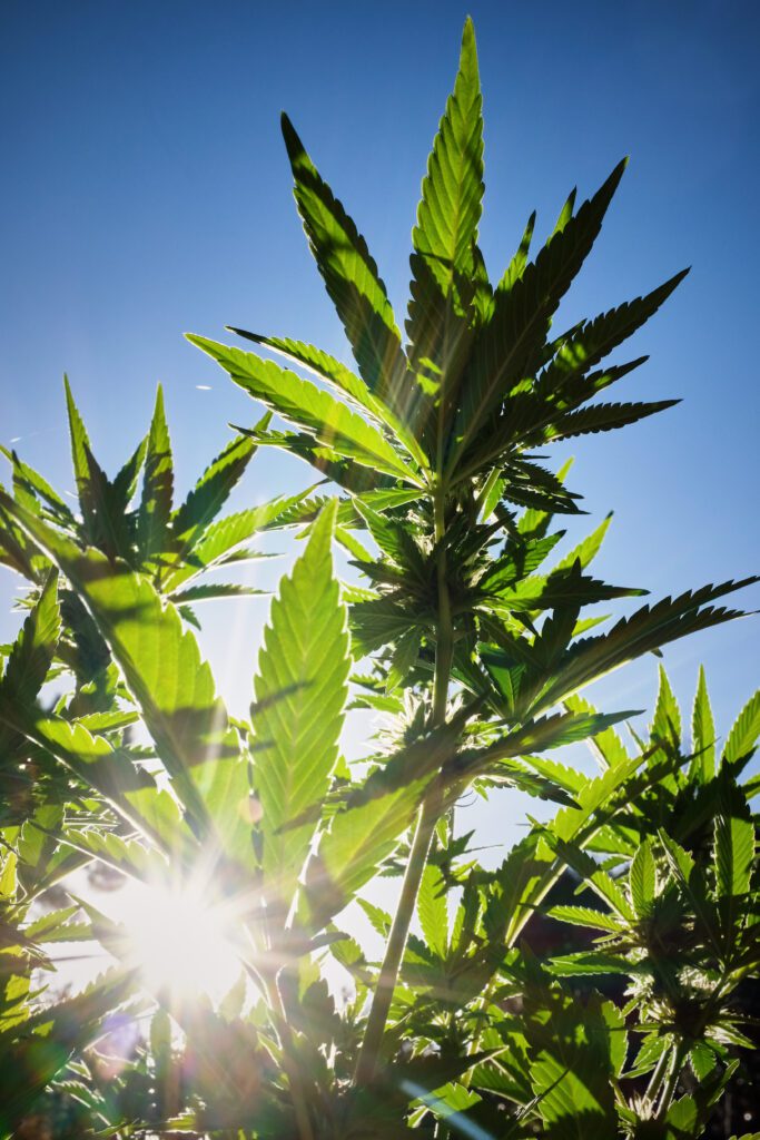 Sunlight shining through cannabis leaf